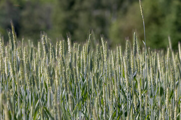 Wall Mural - a new wheat crop in a field near the forest