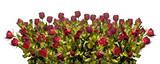 Fototapeta Panele - Dried bouquet of red roses in row  isolated
