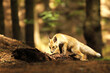 Littlle red fox vixen seeking for prey - Vulpes vulpes