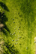 Vue sur un troupeau de moutons dans une ferme du paysage du bocage bressuirais dans le département des Deux-Sèvres vu du dessus depuis un drone