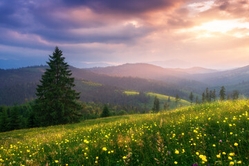 Wall Mural - Field with yellow flowers in mountain valley in summer at sunset. Colorful landscape with pine trees, green grass, blooming flowers, hills and mountains, meadows and sky with pink clouds and sunlight