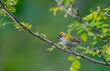 Common firecrest  perched on a branch.