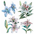 Enchanting watercolor pack featuring lilies in full bloom, perfect for crafting floral patterns, website banners, and decorative accents.