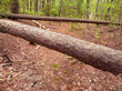 Logs across the woody trail