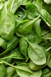 Fresh green spinach leaves with drops of water