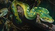 Emerald Tree Python