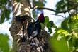 Pale billed woodpecker, Campephilus guatemalensis, on a tree in a rainforest