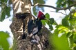 Pale billed woodpecker, Campephilus guatemalensis, on a tree in a rainforest