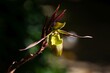 Flower of a Phragmipedium longifolium orchid