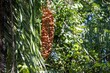 Fruits of a black palm, Astrocaryum standleyanum