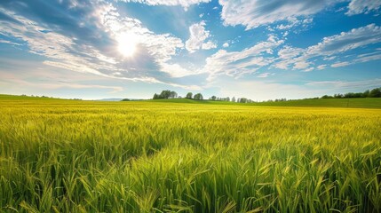 Wall Mural - Countryside field, sunny day in the countryside