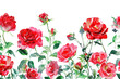 PNG Blooming redroses garden pattern flower nature
