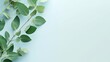 Flat lay composition with branch of fresh eucalyptus leaves and space for design on table background banner, top view (2)