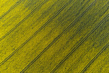 Fototapeta Sawanna - Luftaufnahme Rapsfeld. Gelbe Blüte mit Fahrspuren