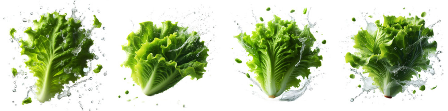 lettuce with splash isolated png