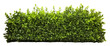 Green Shrub border plant hedge shrub