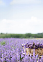 Poster - Harvesting season. Lavender bouquets and basket.