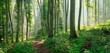 © imageBROKER - Hiking trail through natural green beech forest in the morning light, the sun shines through the morning mist, near Freyburg (Unstrut), Saxony-Anhalt, Germany, Europe
