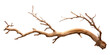 PNG  Bark tree driftwood branch antler.