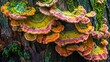 Vibrantly colored fungi on the trunk of a tree covered in moss