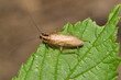 German cockroach (Blattella germanica) insect on leaf with copy space, nature Springtime pest control agriculture concept.