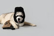 Adorable husky dog in balaclava with money bag and gun on white background