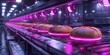 At the automated bakery, rows of dough illuminate the night under the warm glow of infrared lamps as bread is produced.