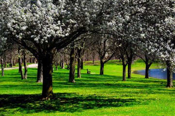 Wall Mural - he Dogwood trees were in full bloom at Otsiningo Park in Binghamton NY.  This picture-perfect scene of trees and an empty bench just for you!