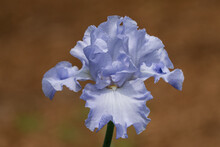 Light Blue Iris Flower