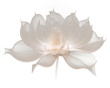 PNG Lotus flower petal plant inflorescence. 