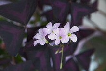 Oxalis Triangularis, The Purpleleaf False Shamrock, Perennial Plant In The Family Oxalidaceae, Giant Shamrock  In Bloom