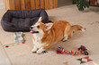 Cute Corgi dog with pet bed, toy and bowl for food lying at home