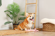 Cute Corgi dog with different pet toys and bowl for food sitting at home