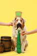 Cute Australian Shepherd dog and hands with paper decor on yellow background. St. Patrick's Day celebration