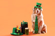 Cute Australian Shepherd dog in leprechaun's hat with beer on orange background. St. Patrick's Day celebration