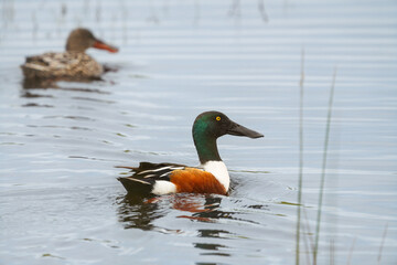 Wall Mural - Northern shoveler on water