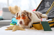 Cute Australian Shepherd dog in suitcase with sunglasses and starfishes on bed, closeup. Travel concept