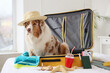 Cute Australian Shepherd dog in suitcase with travel accessories on bed