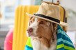 Cute Australian Shepherd dog with hat and beach towel at home, closeup. Travel concept