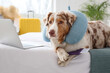 Cute Australian Shepherd dog with neck pillow and laptop lying in bedroom. Travel concept