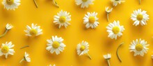 White Chamomile Daisy Flowers With A Floral Pattern On A Yellow Backdrop In A Flat Lay, Top-down View, Creating A Floral Background With Budding Flowers.