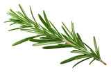 PNG  Rosemary plant herbs leaf