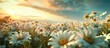 Field of white daisies in spring, set against a natural panorama under a sky tinged with the colors of sunset.