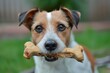 Jack russell terrier gnawing on rawhide
