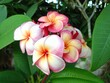 Pink frangipani flowers blooming in a Thai garden