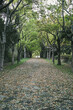 森の道　落ち葉の落ちたアーチ状の木々に囲まれた手つかずの参道の背景　ウォーキング・アウトドア・散歩・季節
