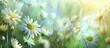 Daisy flowers provide beautiful summer scenery in abstract environmental backgrounds.