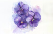 Water color painting of purple violets isolated on a white background.
