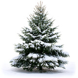 Fototapeta  - christmas tree with snow on white