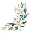 PNG Lily botanical frame flower plant white.